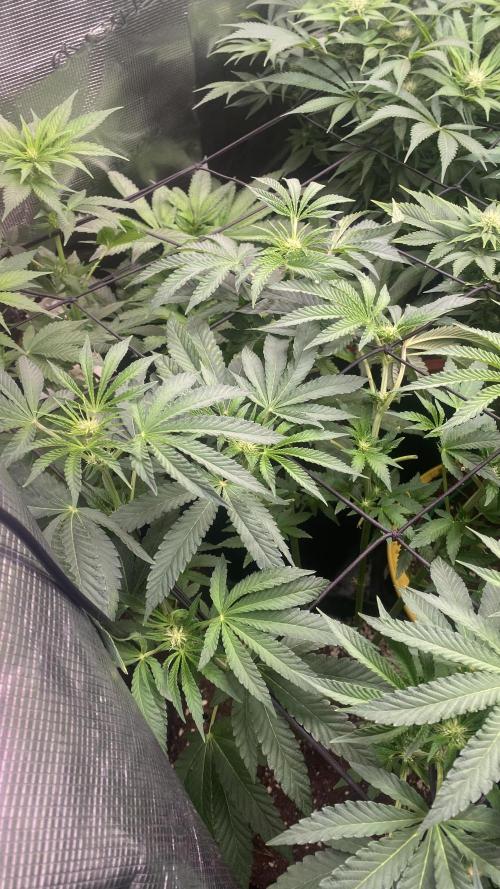 Sticky Wasabi Triploid  Growers Choice. Week 8 - 9/4/2026