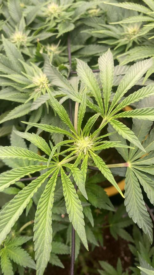 Sticky Wasabi Triploid  Growers Choice. Week 8 - 9/4/2026