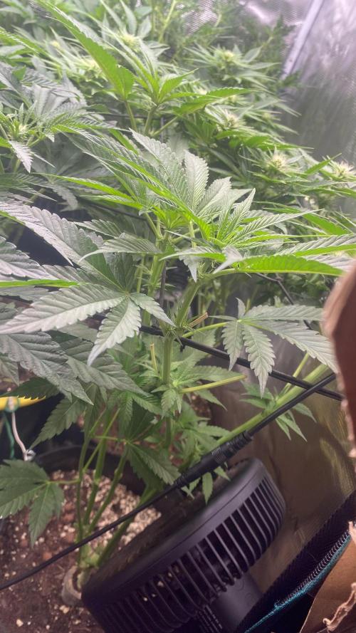 Papaya Frosting - Barneys Farm. Week 8 - 9/4/2026
