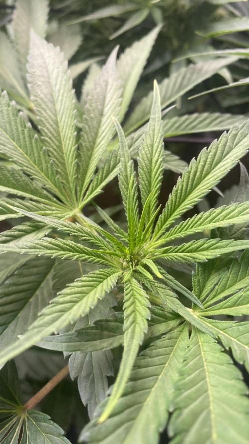 Papaya Frosting - Barneys Farm. Week 8 - 9/4/2026