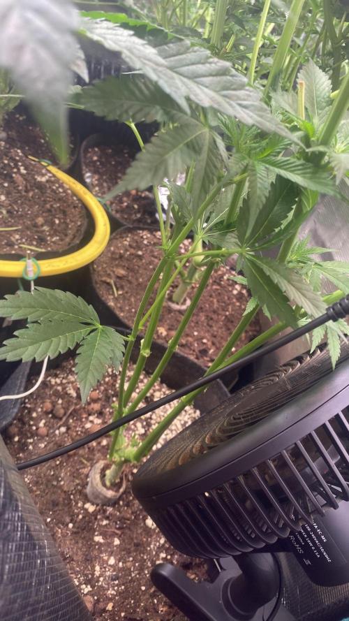 Papaya Frosting - Barneys Farm. Week 8 - 9/4/3026