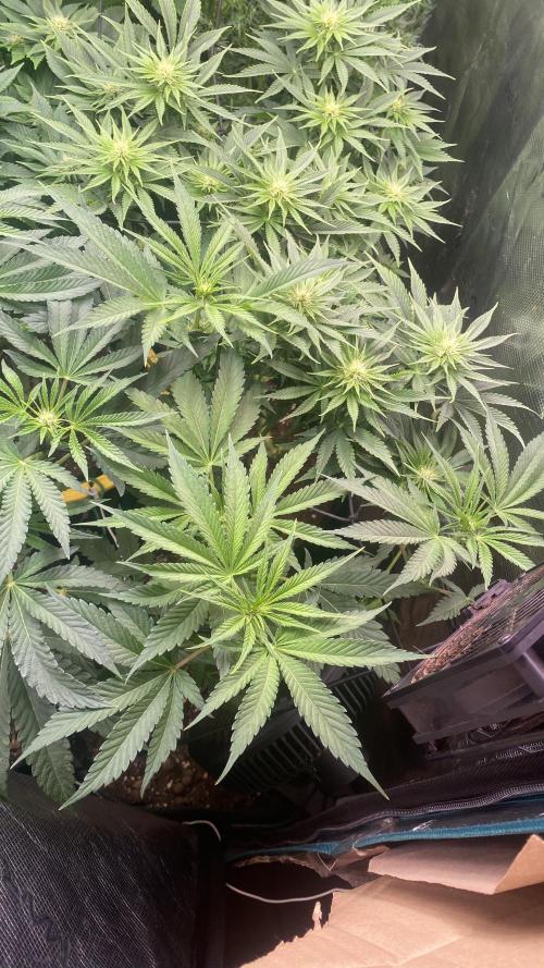 Papaya Frosting - Barneys Farm. Week 8 - 9/4/2026