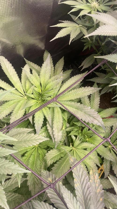 Zamnesia - Hindu Kush - Landrace - Fem. Week 8 - 9/4/2026