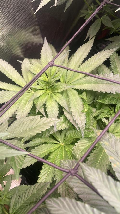 Zamnesia - Hindu Kush - Landrace - Fem. Week 8 - 9/4/2026