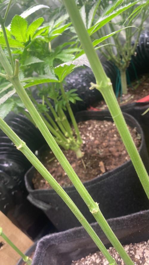 Zamnesia - Hindu Kush - Landrace - Fem. Week 8 - 9/4/2026