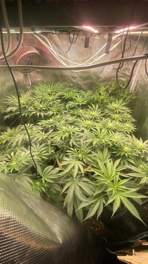 Zamnesia - Hindu Kush - Landrace - Fem. Week 8 - 9/4/2026