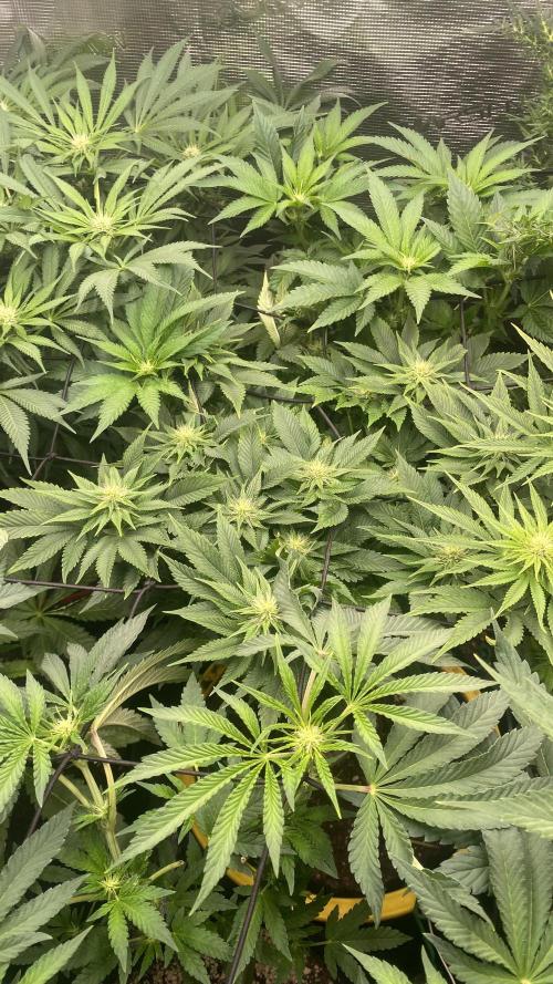 Grandpa Zombie Genetics Fem - Izi Farms. Week 9 - 9/4/2026
