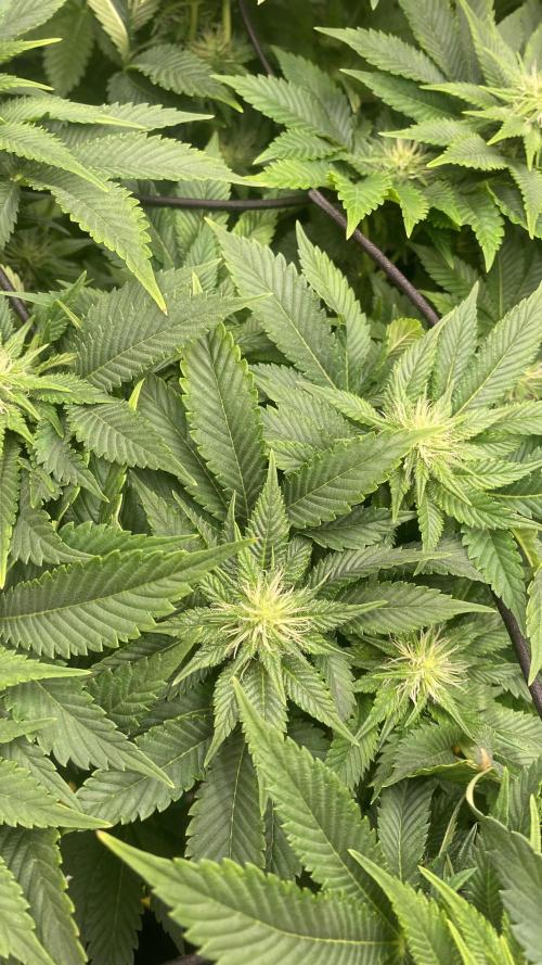 Grandpa Zombie Genetics Fem - Izi Farms. Week 9 - 9/4/2026