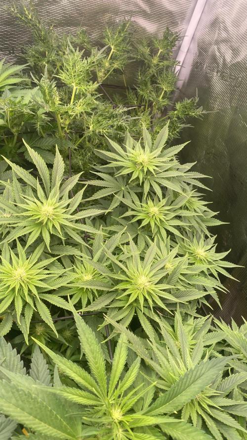 Eternity Growcup 2026 - Sticky Broccoli. Week 9 - 9/4/2026