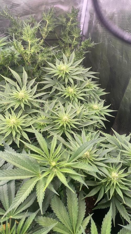 Eternity Growcup 2026 - Sticky Broccoli. Week 9 - 9/4/2026