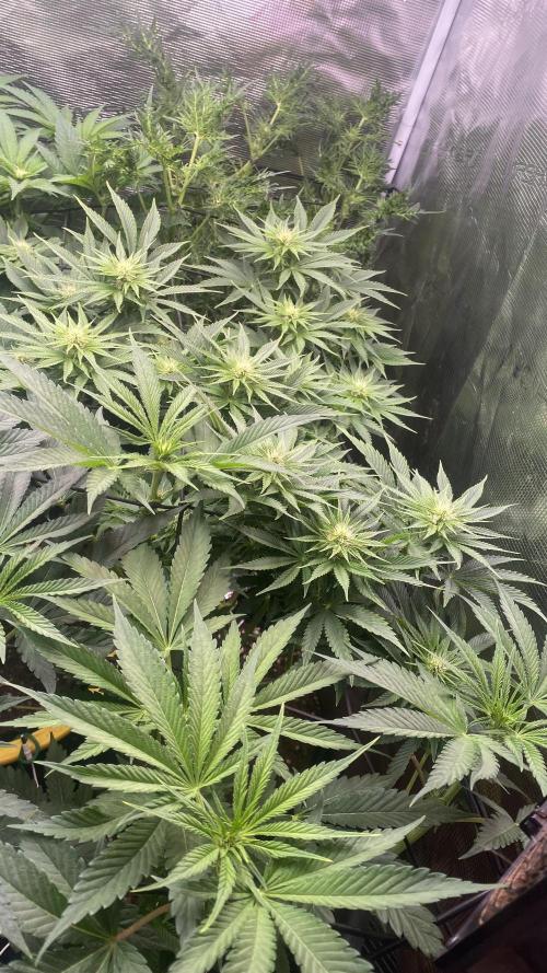 Eternity Growcup 2026 - Sticky Broccoli. Week 9 - 9/4/2026
