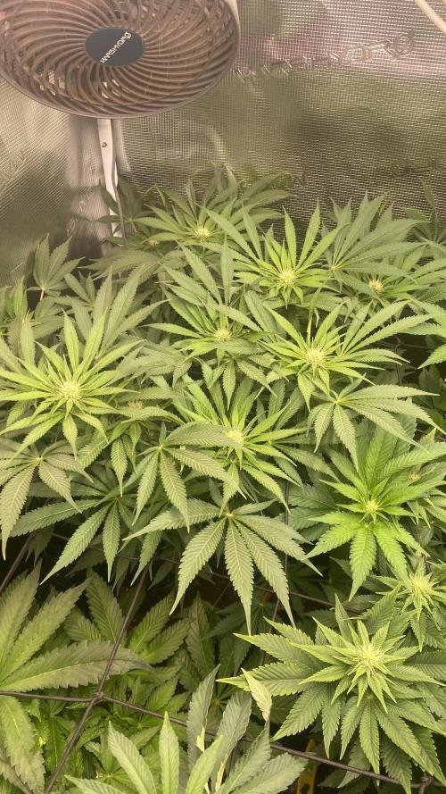 Mazar Kush - World Of Seeds. Week 9 - 9/4/2026