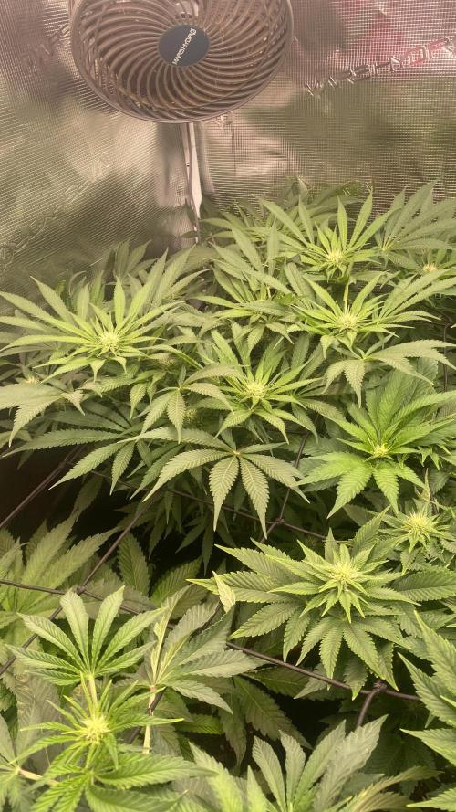 Mazar Kush - World Of Seeds. Week 9 - 9/4/2026