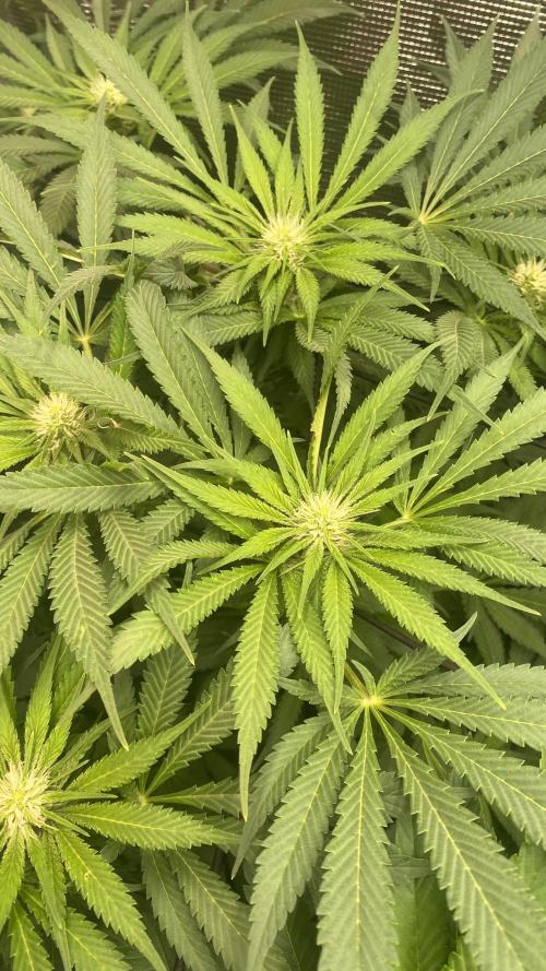 Mazar Kush - World Of Seeds. Week 9 - 9/4/2026