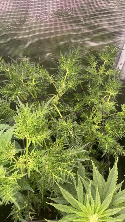 Mentha De Croco - TerpyZ. Mutant. Week 9 - 9/4/2026