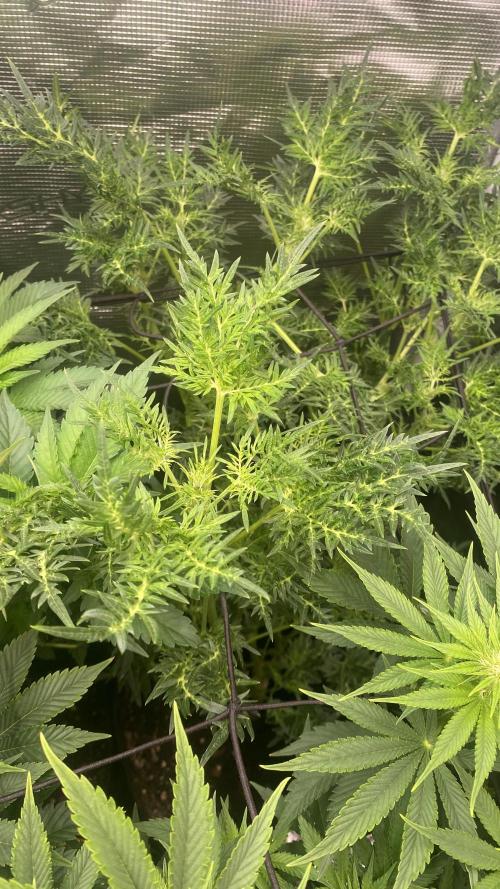 Mentha De Croco - TerpyZ. Mutant. Week 9 - 9/4/2026