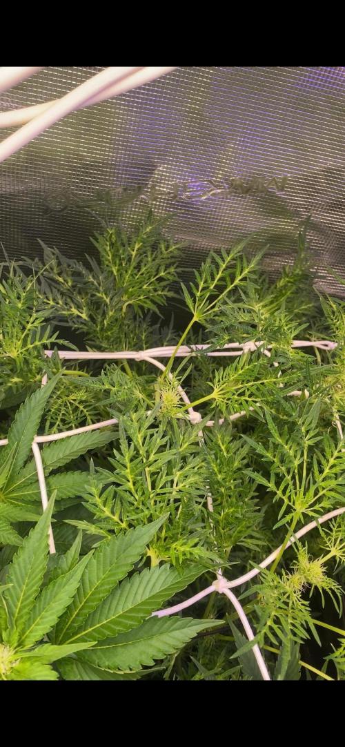 Mentha De Croco - TerpyZ. Mutant. Week 10 - 15/4/2026