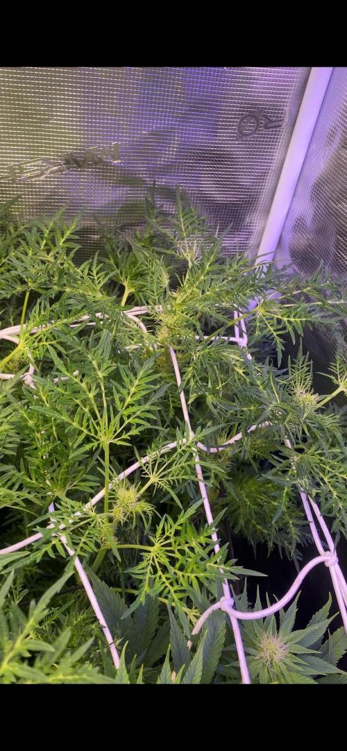 Mentha De Croco - TerpyZ. Mutant. Week 10 - 15/4/2026
