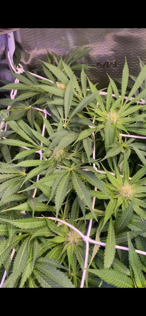 Mazar Kush - World Of Seeds. Week 10 - 15/4/2026