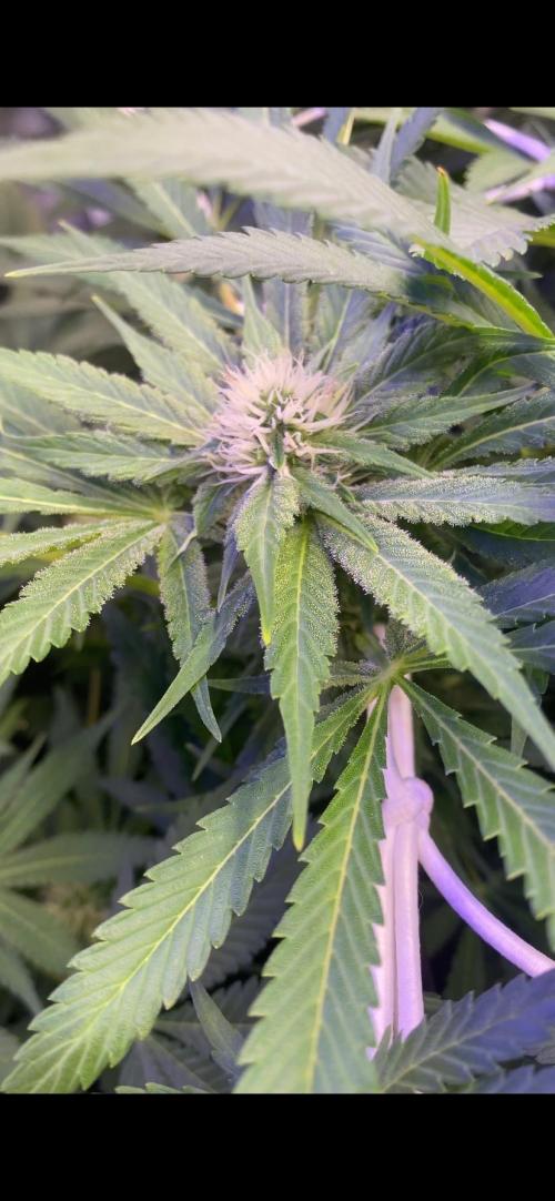 Mazar Kush - World Of Seeds. Week 10 - 15/4/2026