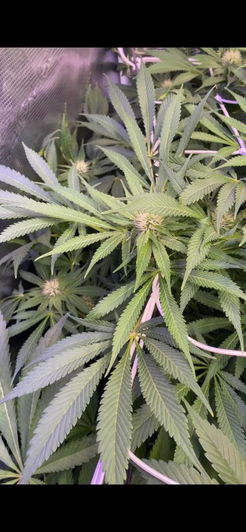 Mazar Kush - World Of Seeds. Week 10 - 15/4/2026
