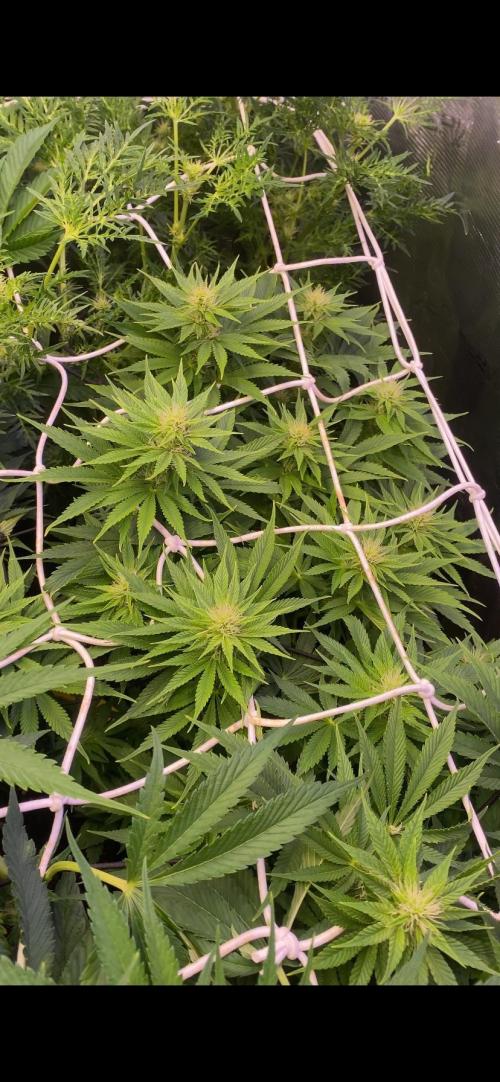Eternity Growcup 2026 - Sticky Broccoli. Week 10 - 15/4/2026