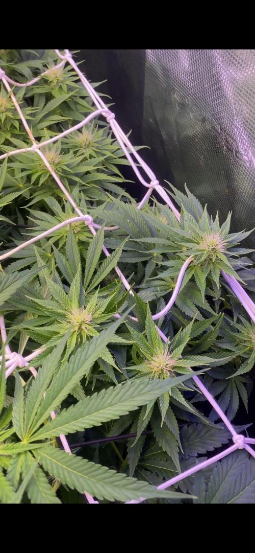 Eternity Growcup 2026 - Sticky Broccoli. Week 10 - 15/4/2026