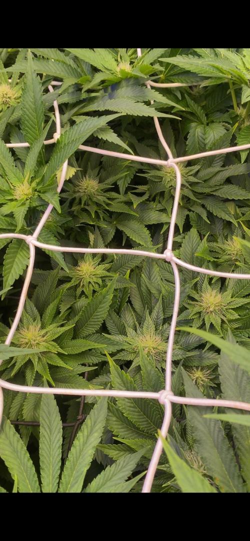 Grandpa Zombie Genetics Fem - Izi Farms. Week 10 - 15/4/2026