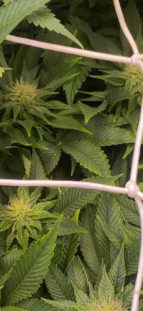Grandpa Zombie Genetics Fem - Izi Farms. Week 10 - 15/4/2026