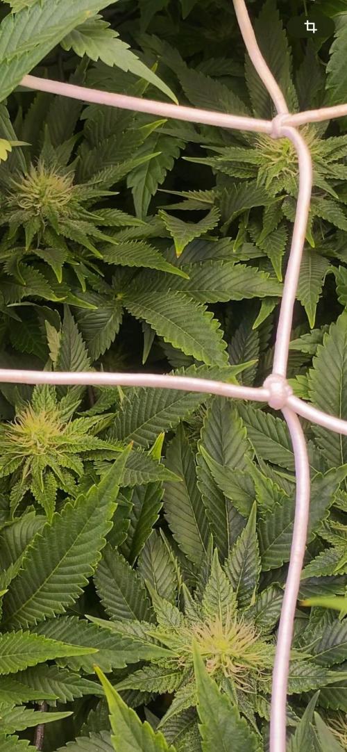 Grandpa Zombie Genetics Fem - Izi Farms. Week 10 - 15/4/2026