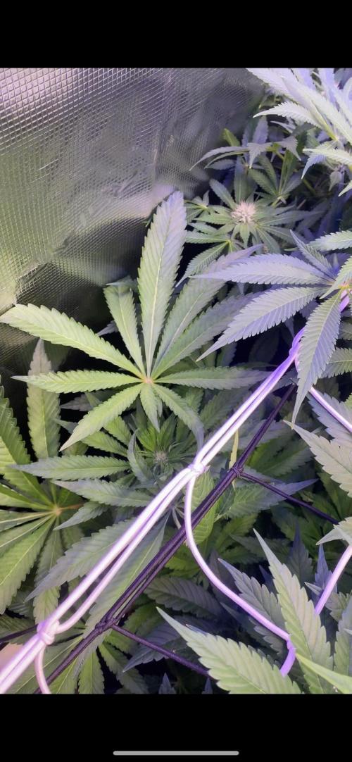 Zamnesia - Hindu Kush - Landrace - Fem. Week 9 - 15/4/2026