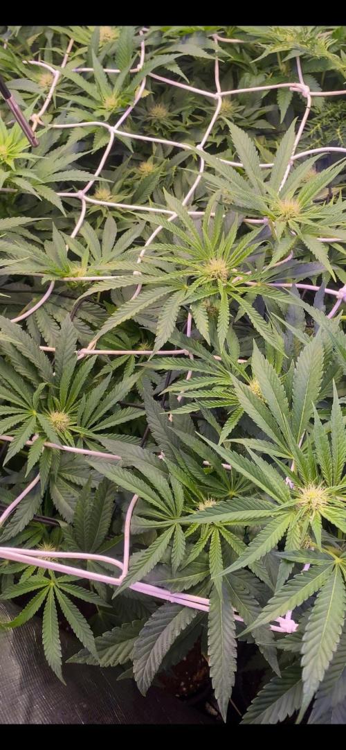 Papaya Frosting - Barneys Farm. Week 9 - 15/4/2026