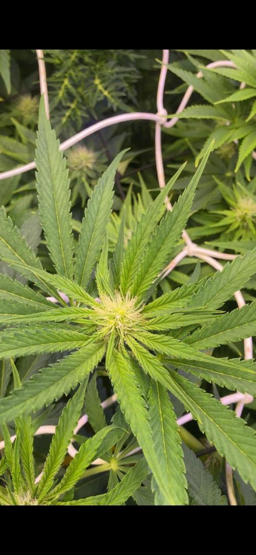Papaya Frosting - Barneys Farm. Week 9 - 15/4/2026