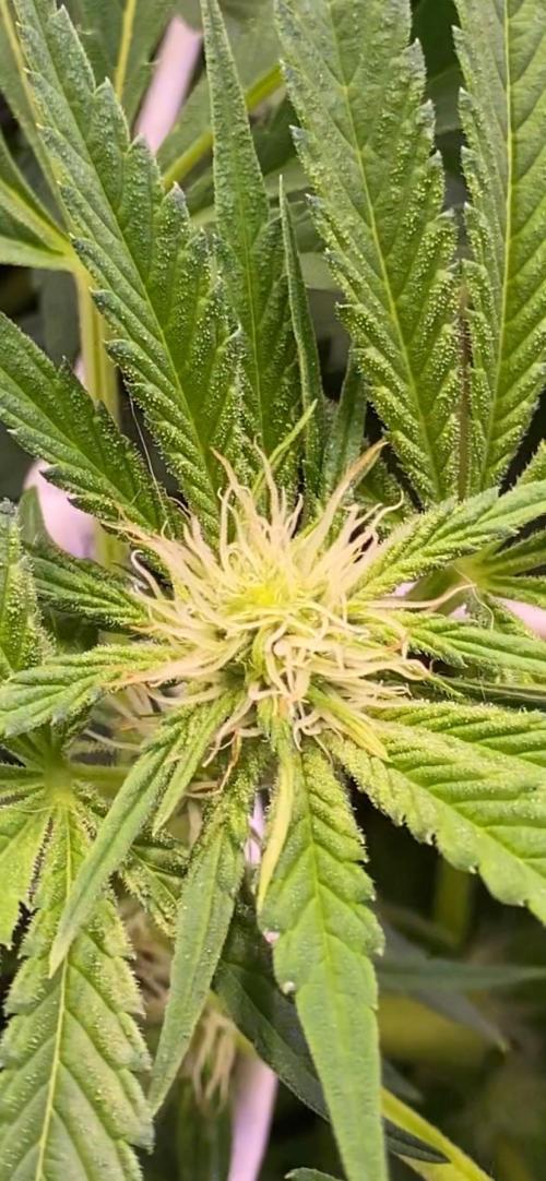 Papaya Frosting - Barneys Farm. Week 9 - 15/4/2026