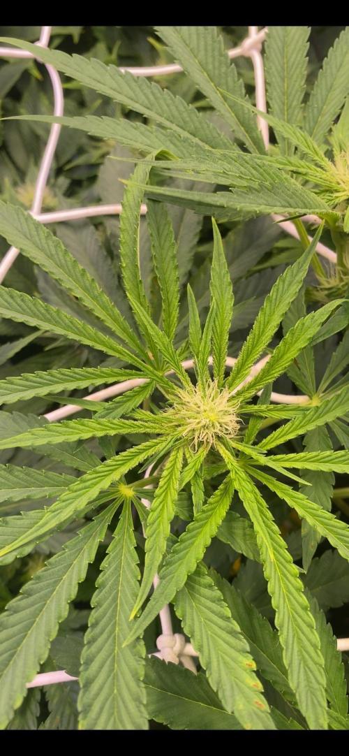 Sticky Wasabi Triploid  Growers Choice. Week 9 - 15/4/2026