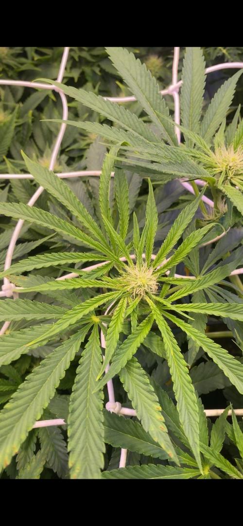 Sticky Wasabi Triploid  Growers Choice. Week 9 - 15/4/2026