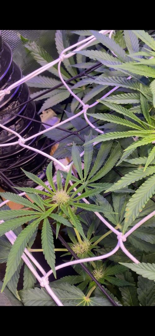 Sticky Wasabi Triploid  Growers Choice. Week 9 - 15/4/2026