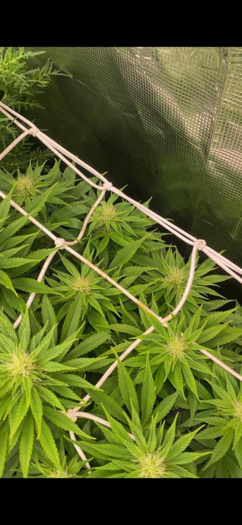 Eternity Growcup 2026 - Sticky Broccoli. Week 10 - 16/4/2026