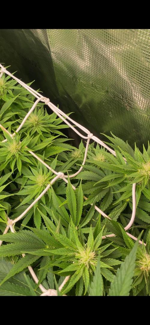 Eternity Growcup 2026 - Sticky Broccoli. Week 10 - 16/4/2026