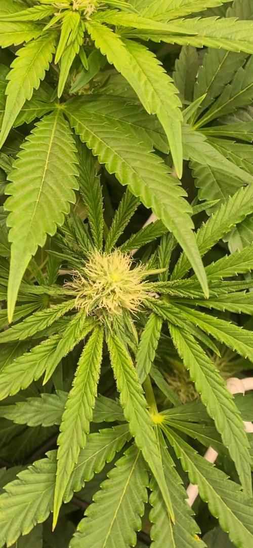 Sticky Wasabi Triploid  Growers Choice. Week 9 - 16/4/2026