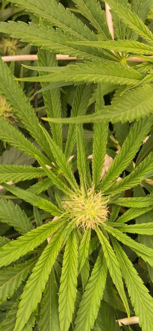 Sticky Wasabi Triploid  Growers Choice. Week 9 - 16/4/2026