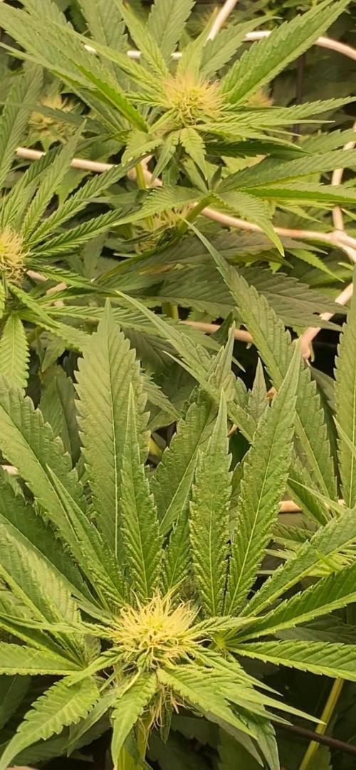 Papaya Frosting - Barneys Farm. Week 9 - 16/4/2026