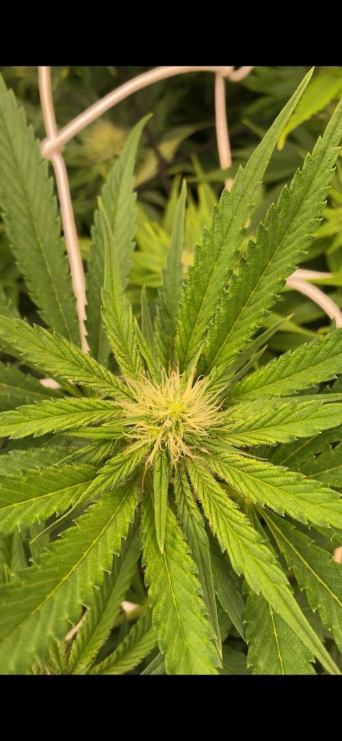 Papaya Frosting - Barneys Farm. Week 9 - 16/4/2026