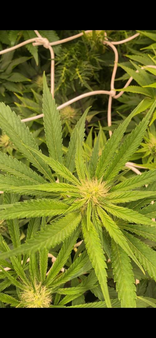 Papaya Frosting - Barneys Farm. Week 9 - 16/4/2026