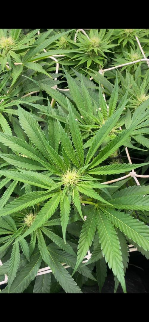 Papaya Frosting - Barneys Farm. Week 9 - 16/4/2026