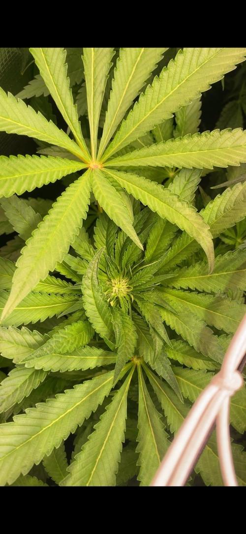 Zamnesia - Hindu Kush - Landrace - Fem. Week 9 - 16/4/2026