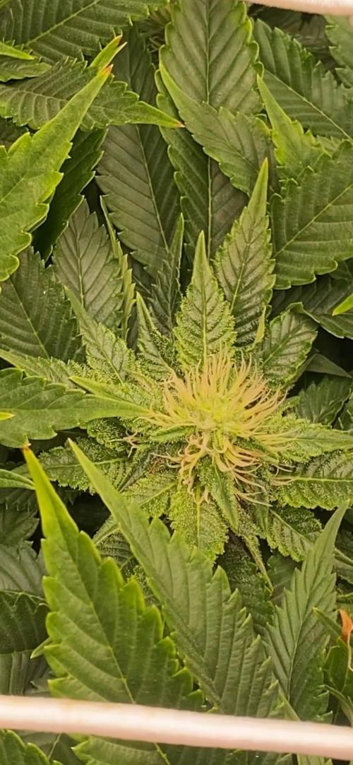 Grandpa Zombie Genetics Fem - Izi Farms. Week 10 - 16/4/2026
