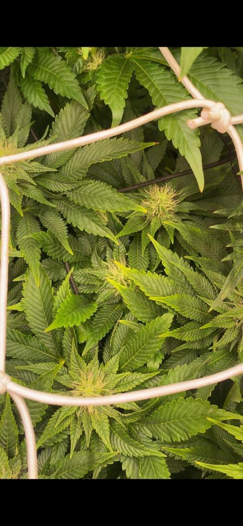Grandpa Zombie Genetics Fem - Izi Farms. Week 10 - 16/4/2026