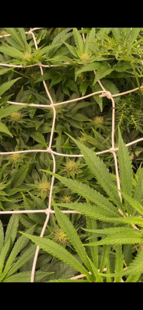 Grandpa Zombie Genetics Fem - Izi Farms. Week 10 - 16/4/2026