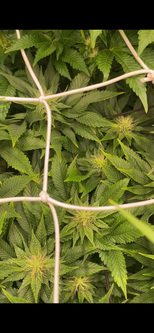 Grandpa Zombie Genetics Fem - Izi Farms. Week 10 - 16/4/2026